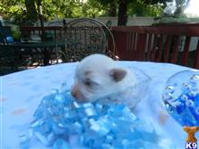 maltese puppy posted by Elegant Babies